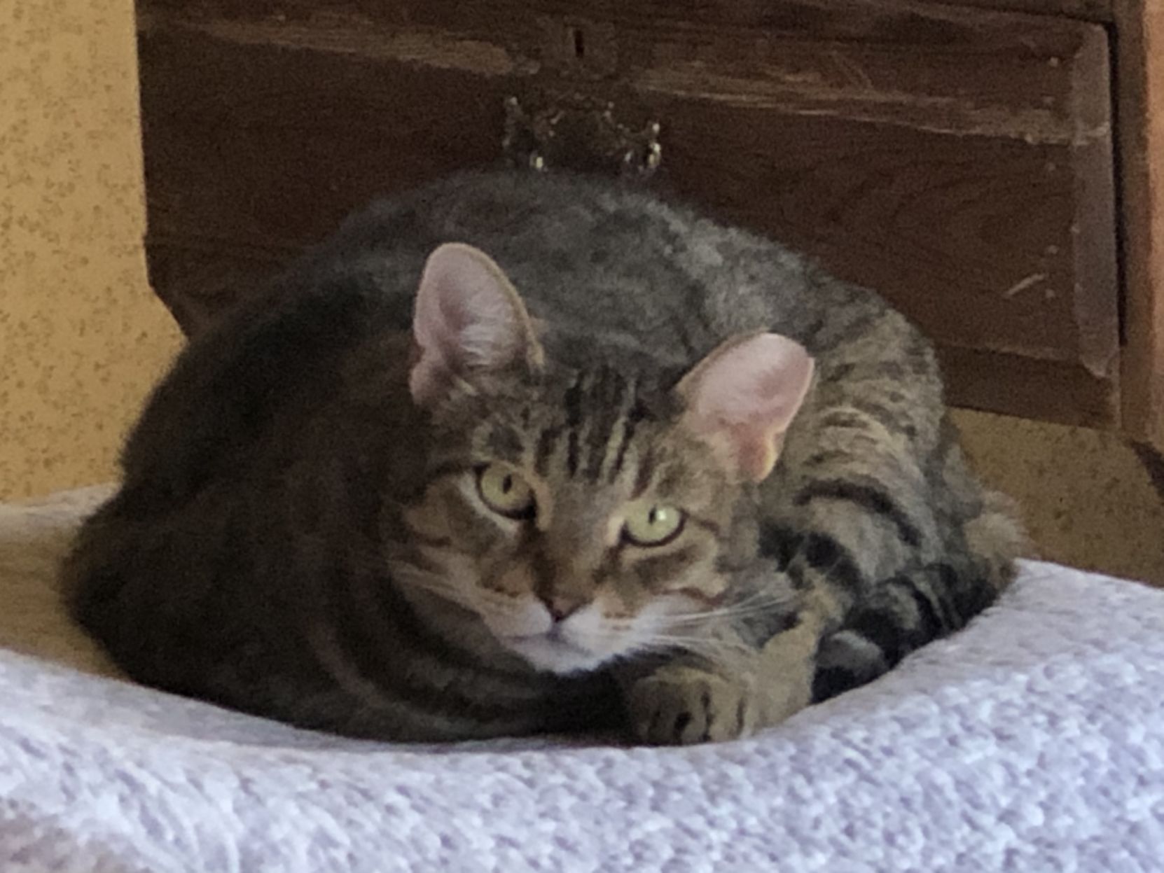 Louie